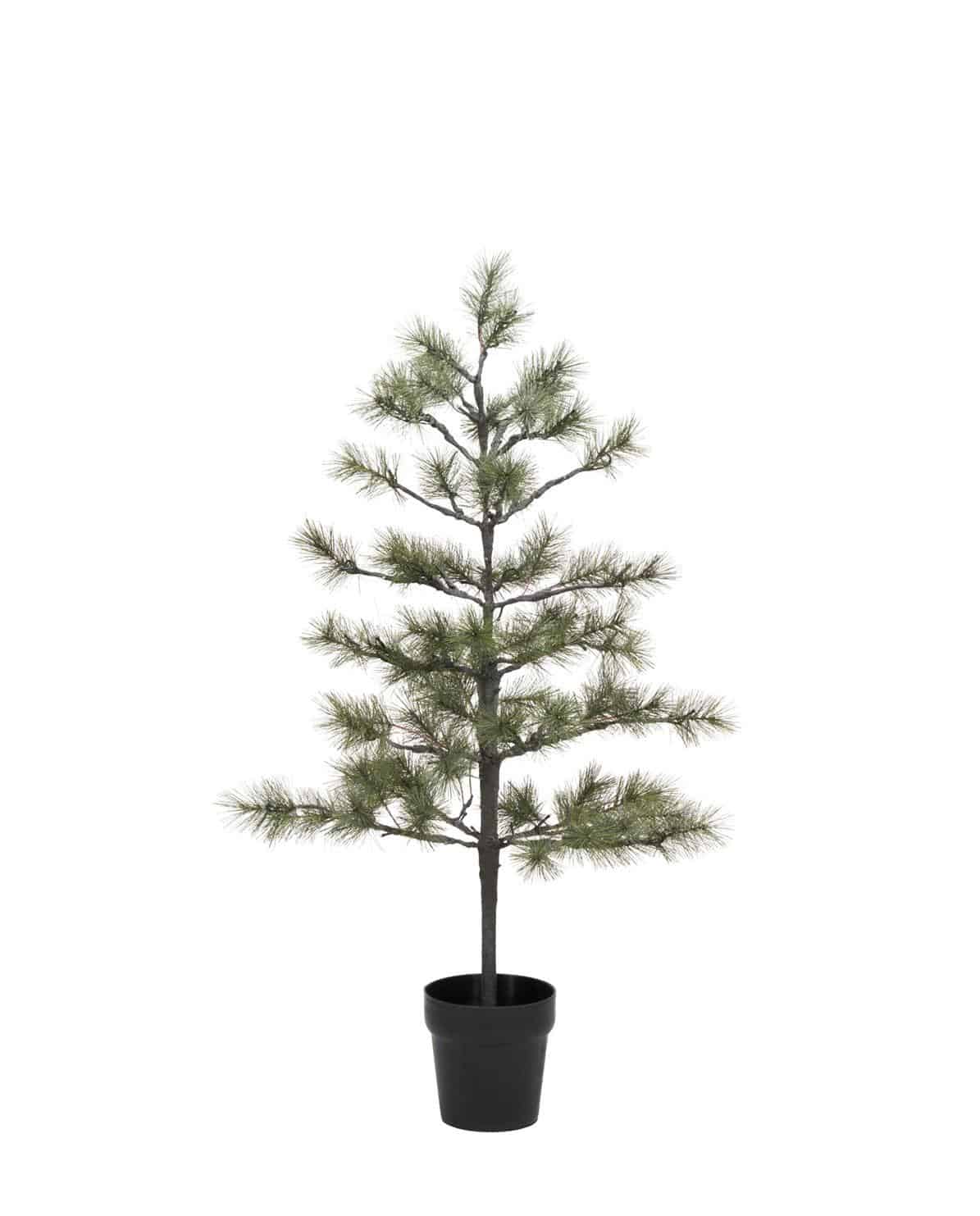 Weihnachtsbaum Peuce 125 cm H