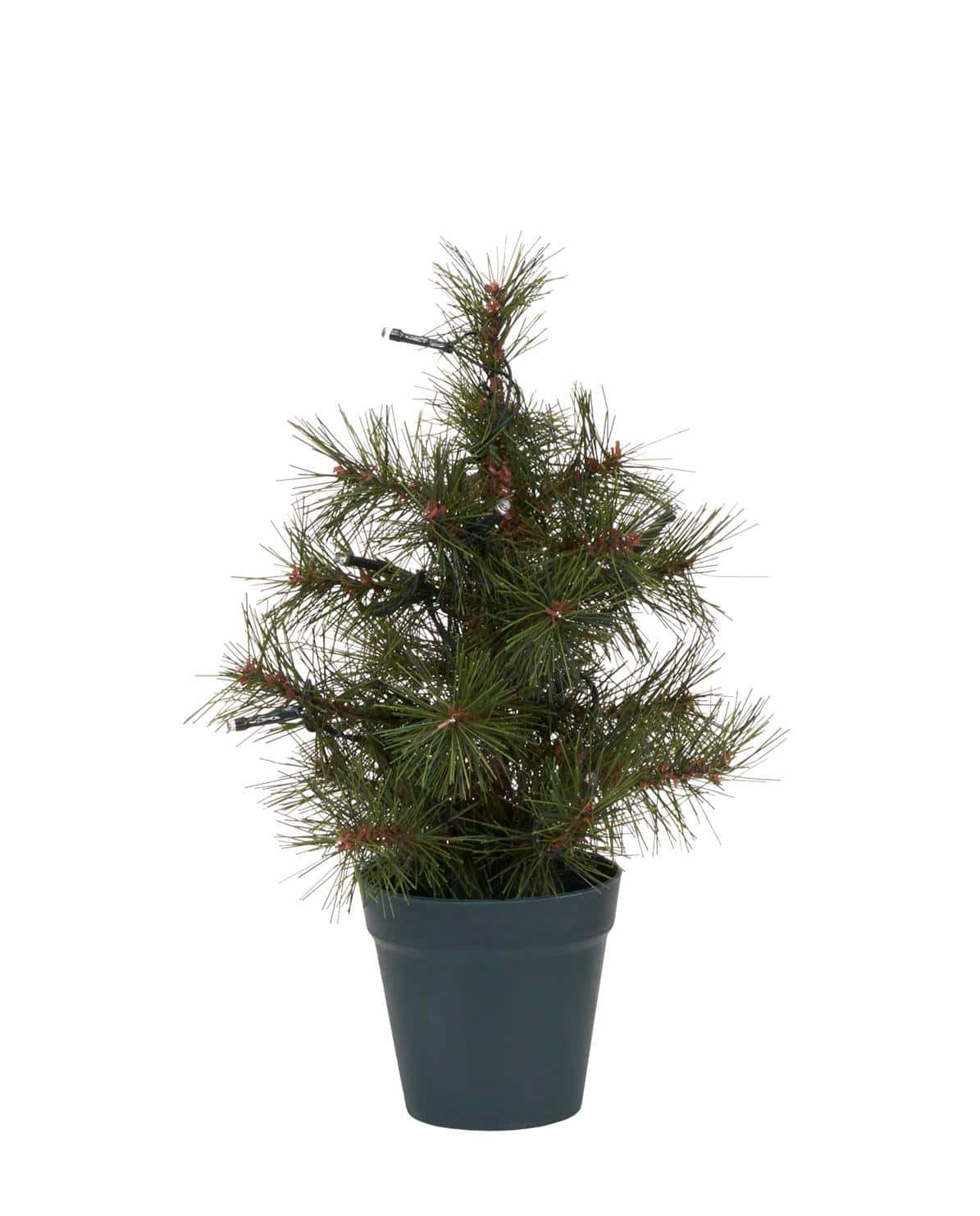 Weihnachtsbaum Pinus 30 cm H