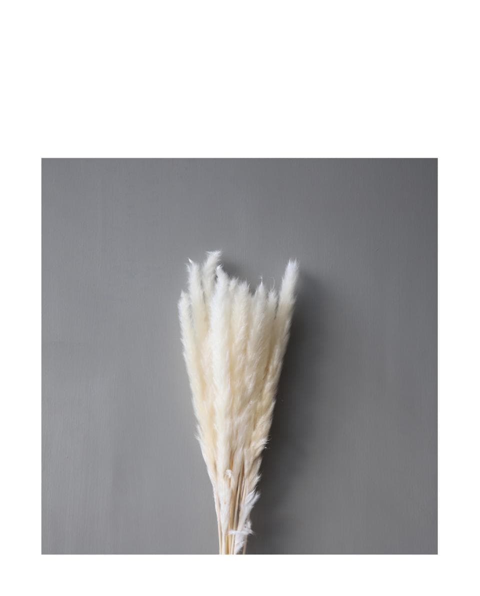 Trockenblumen  Pampas white One Size