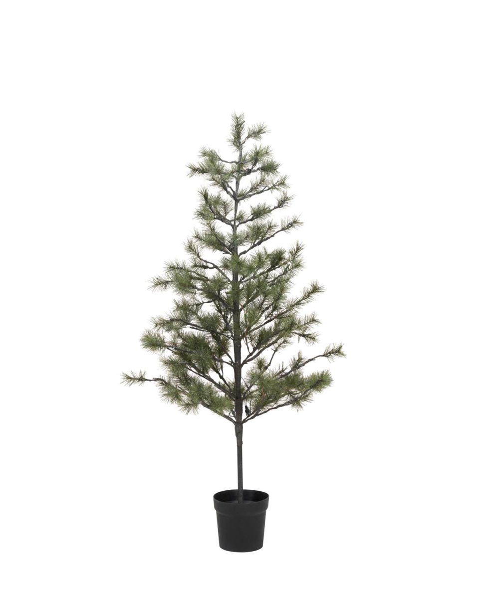 Weihnachtsbaum Peuce 180 cm H