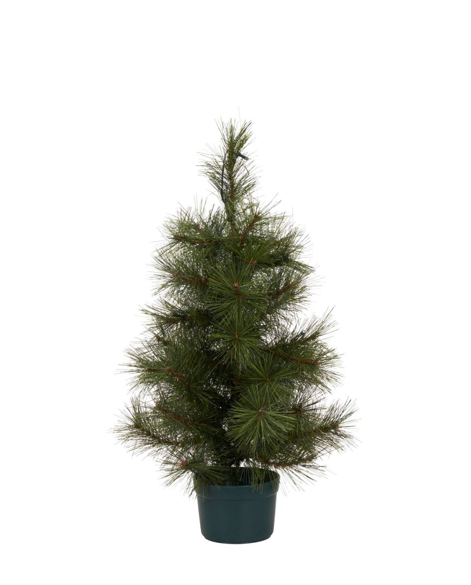 Weihnachtsbaum Pinus 60 cm H