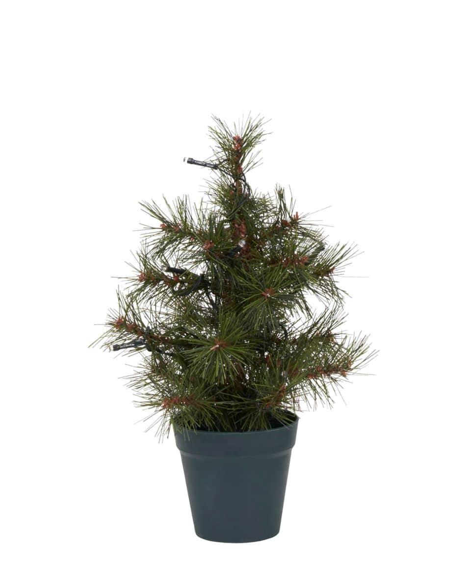 Weihnachtsbaum Pinus 