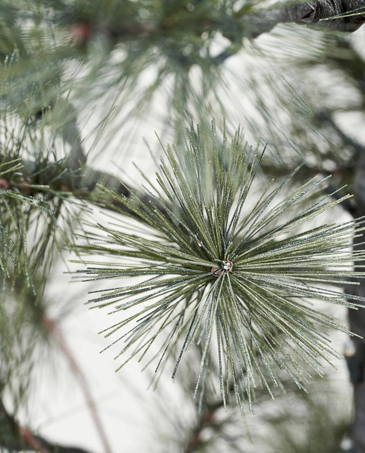 Weihnachtsbaum Peuce 125 cm H