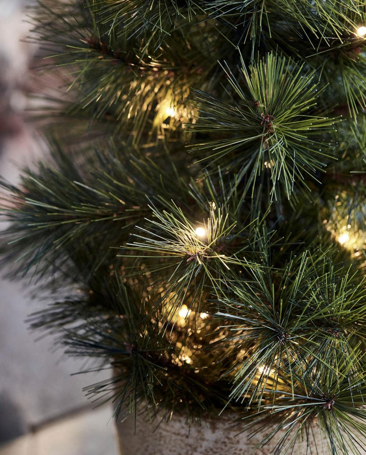 Weihnachtsbaum Pinus 60 cm H