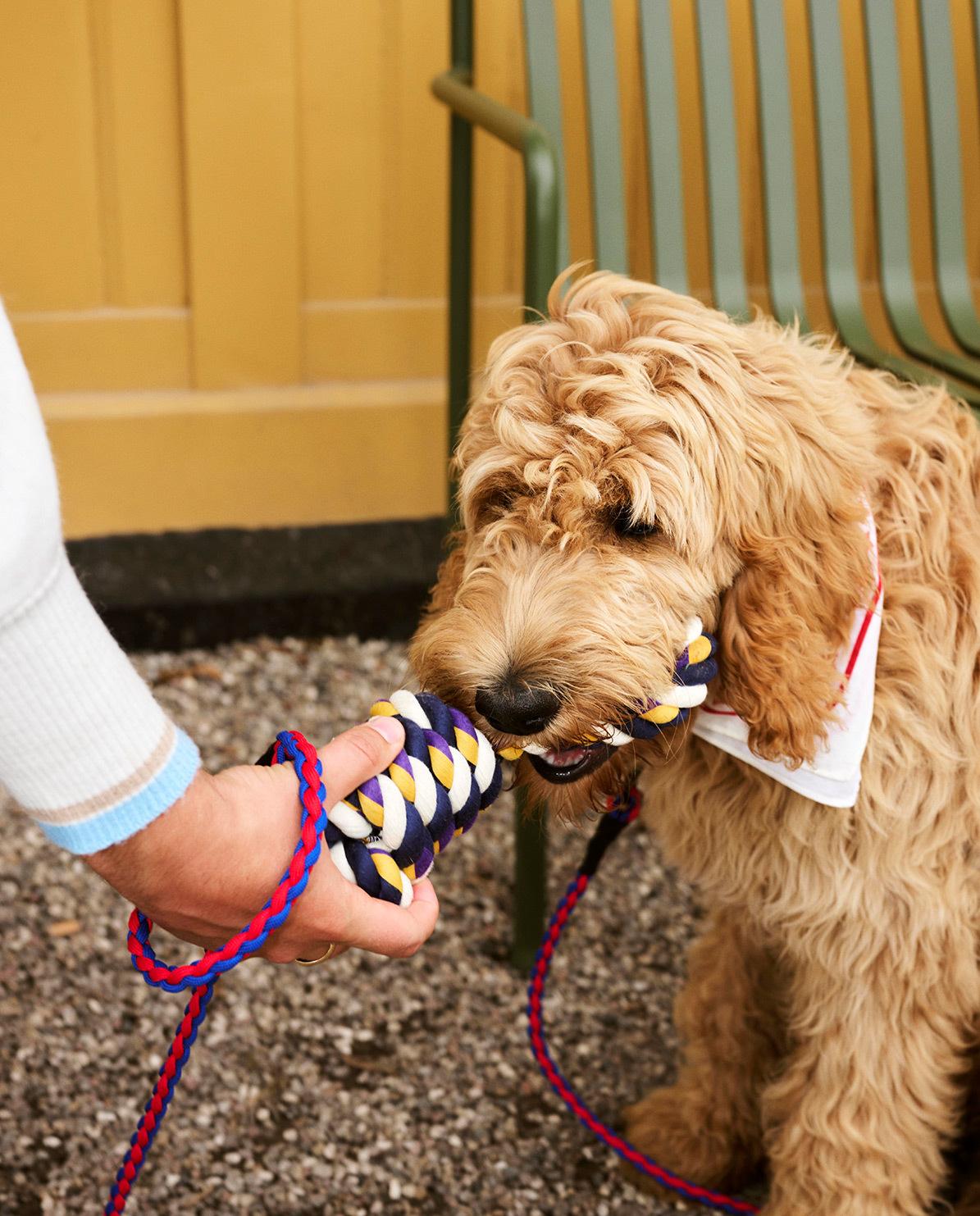 Hundespielzeug Rope One Size