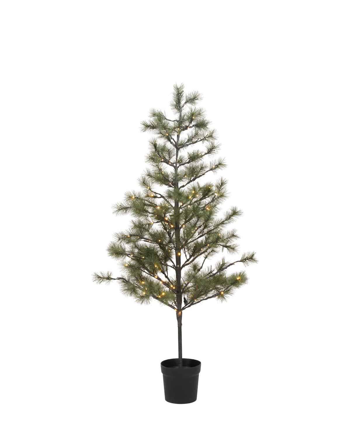 Weihnachtsbaum Peuce 180 cm H